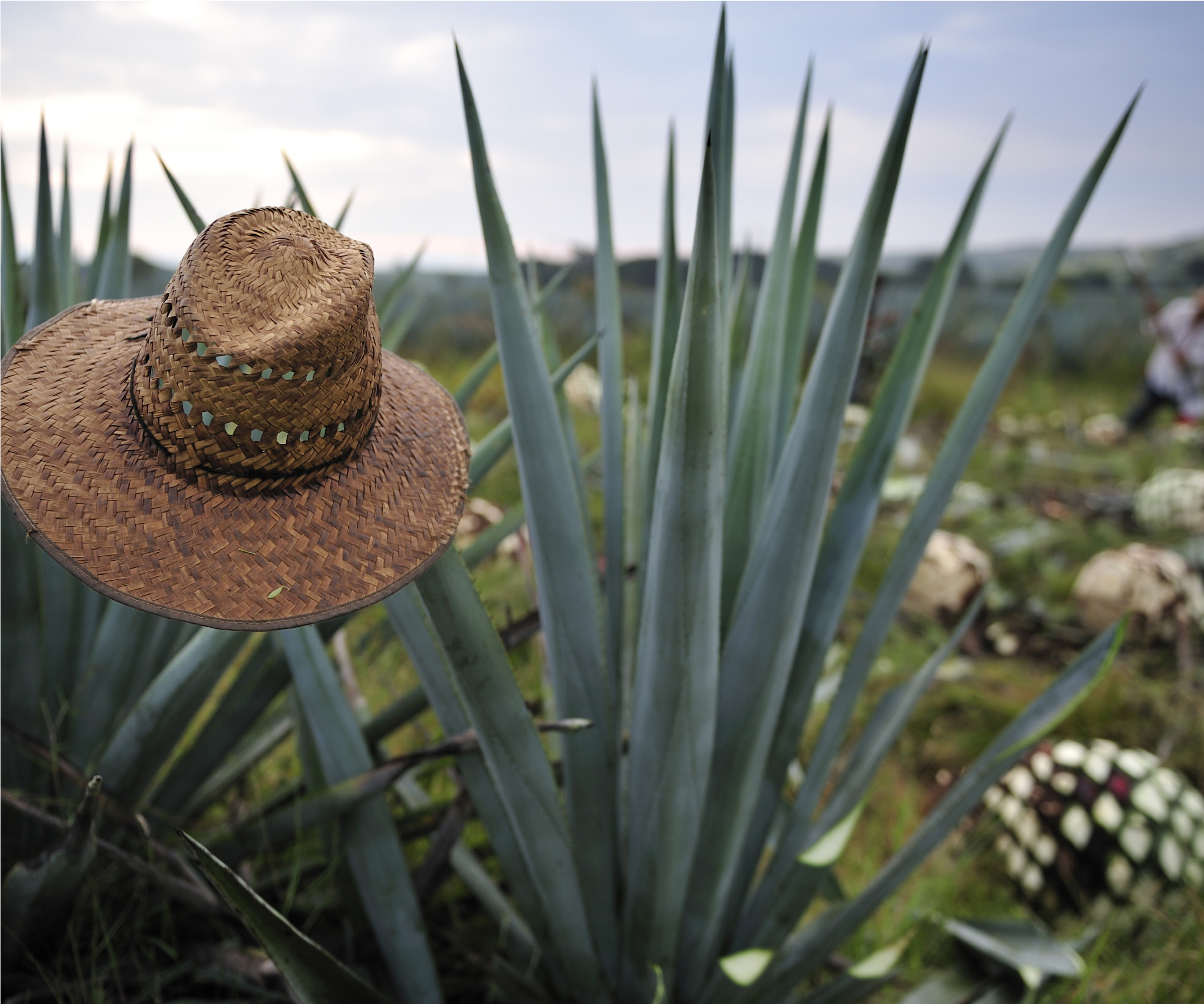 Traditional straw hat and agave harvesting tools
