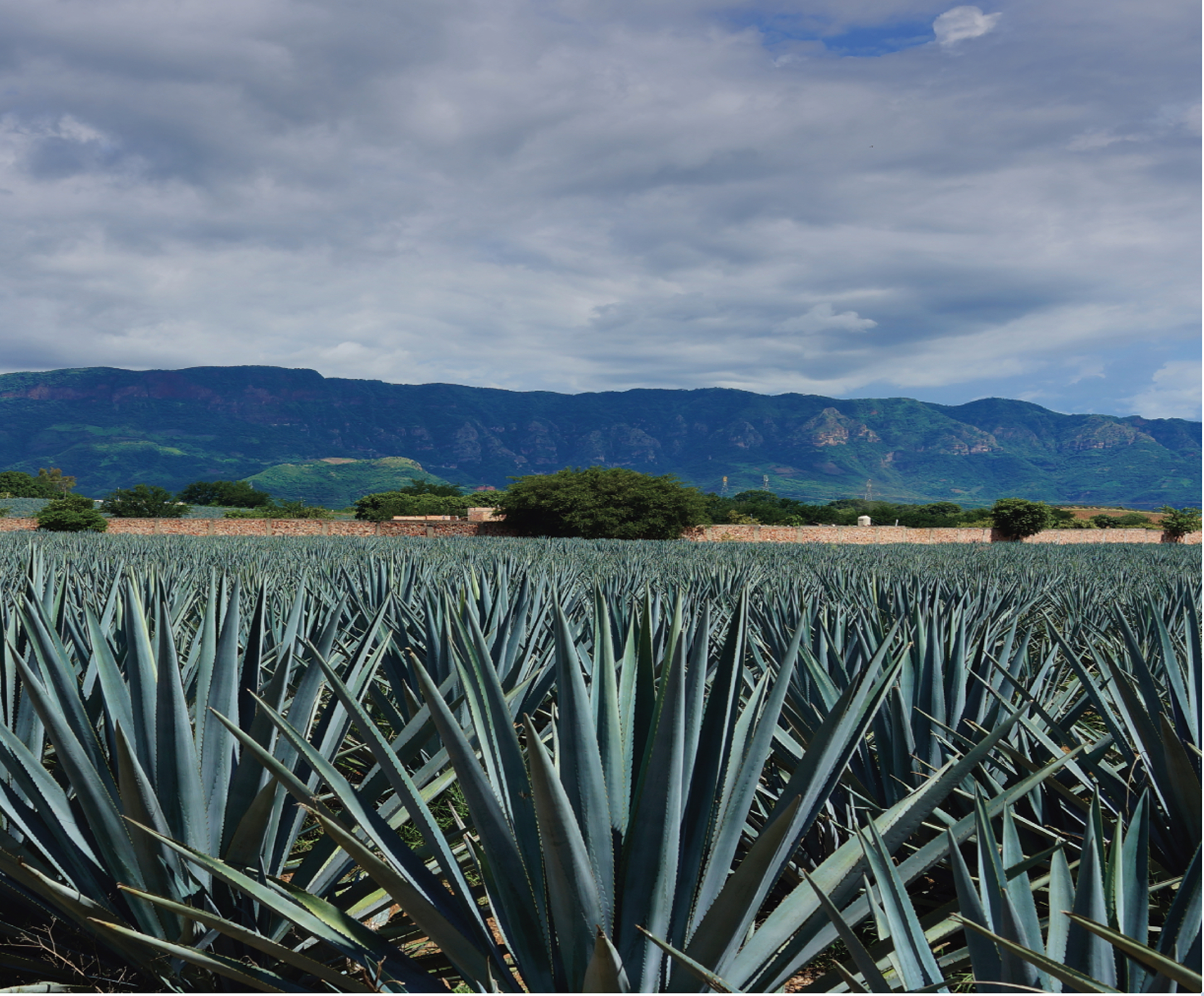 Agave field with blue agave plants